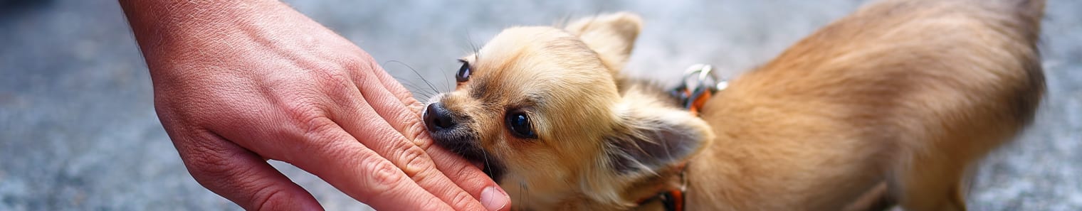 Stopping Puppies From Biting, Glendale Vet