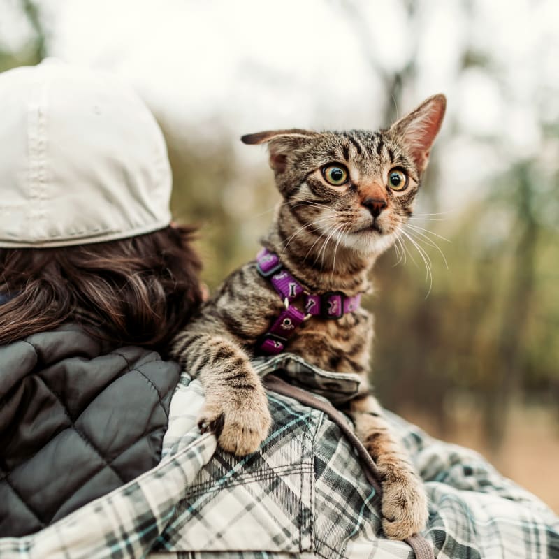 Surgery in Glendale Animal Hospital