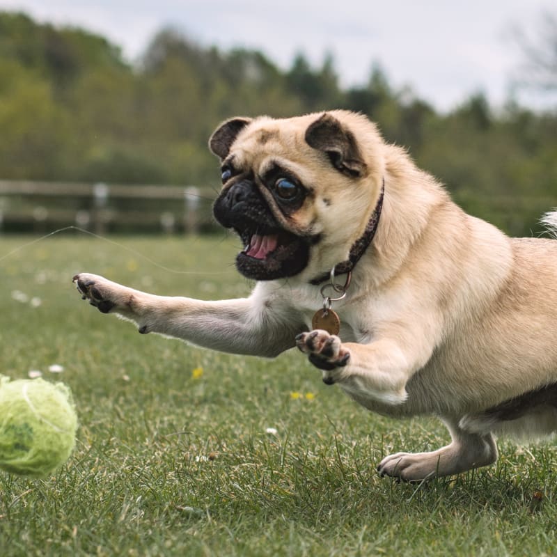 Dentistry in Glendale Animal Hospital