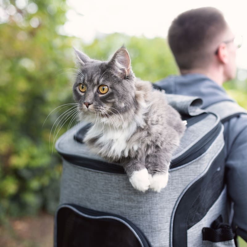 Holistic Care in Glendale Animal Hospital