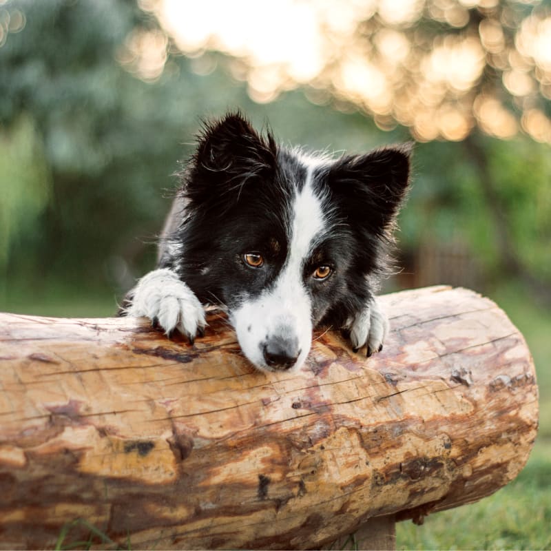 Oncology Services, Glendale Veterinarian