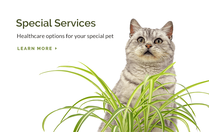 Specialty Service in Glendale